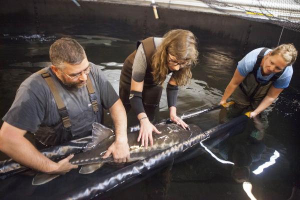 Bachelor of Science in Fisheries and Aquaculture Students rescuing a fish