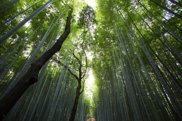 Light streaming through a verdant forest