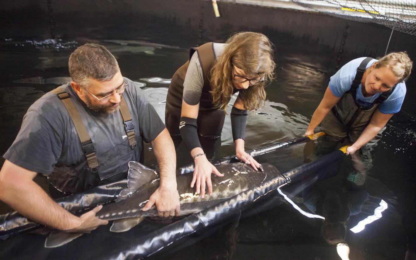 Bachelor of Science in Fisheries and Aquaculture Students rescuing a fish