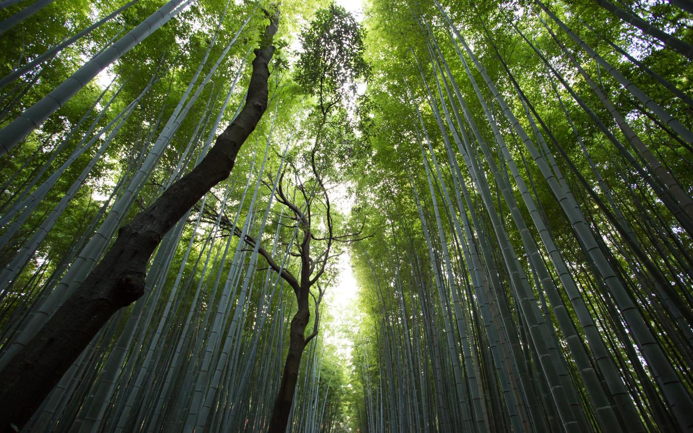 Light streaming through a verdant forest