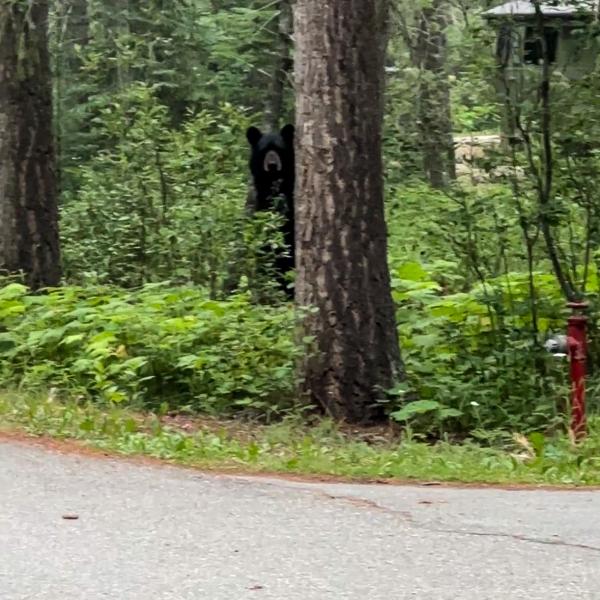 A black bear the researchers encountered at Mount Robson Provincial Park.