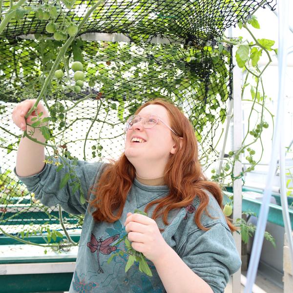 Nicole Darlington checks on tomato plants in the greenhouse.