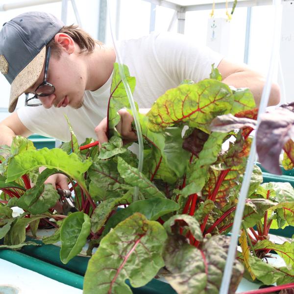 Julien Harton checks on plants in the greenhouse.