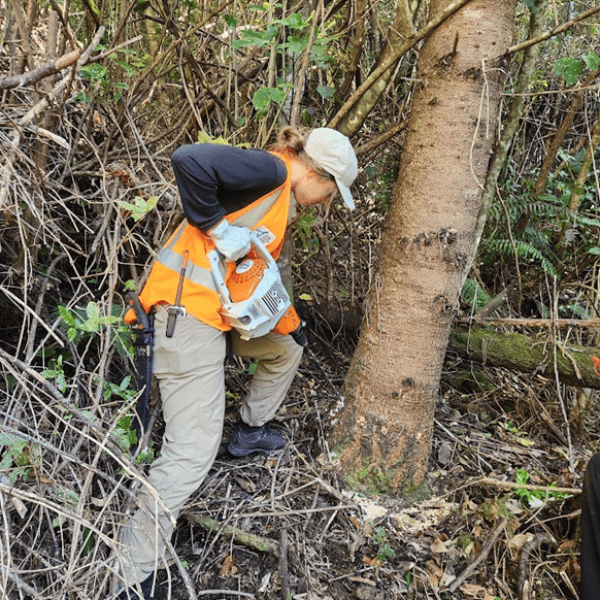 Drilling a Douglas fir which is an invasive species in New Zealand