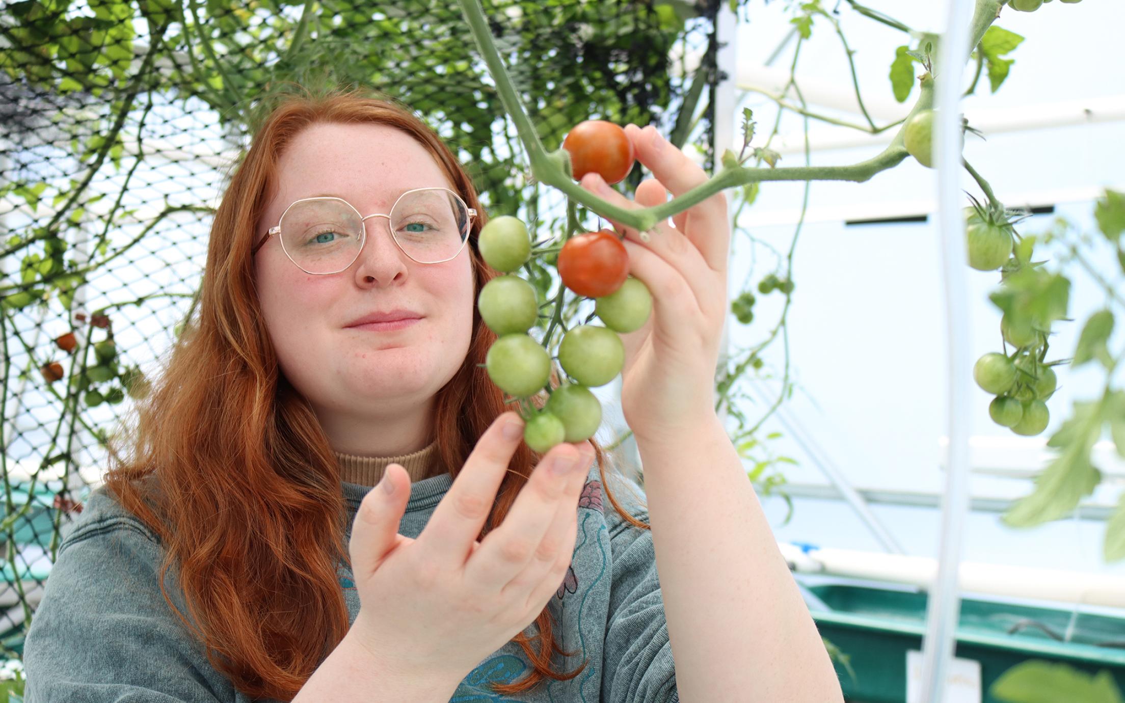 Nicole Darlington prunes leaves off a tomato plant.