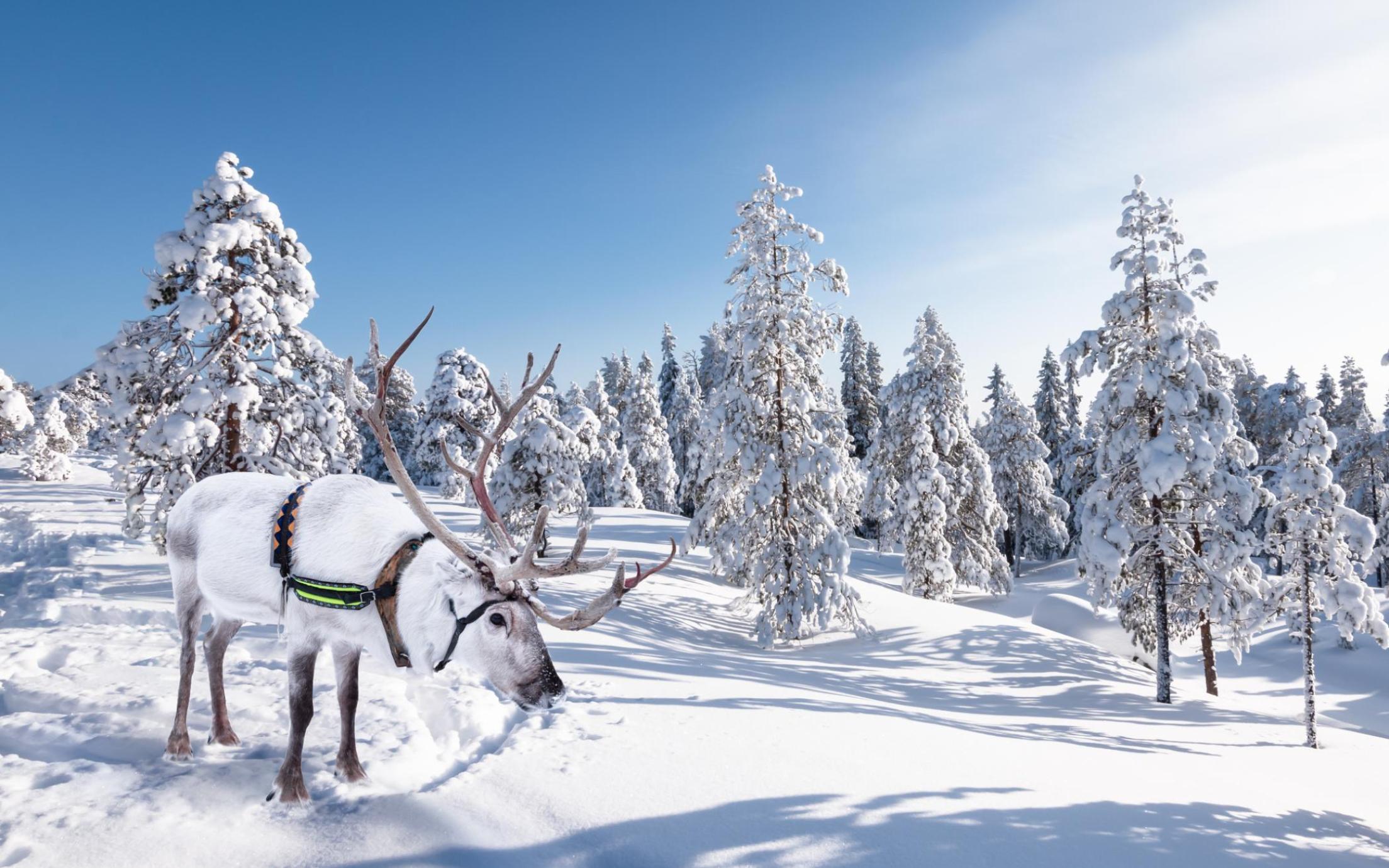 An animal with a rack on its head in a snowy landscape