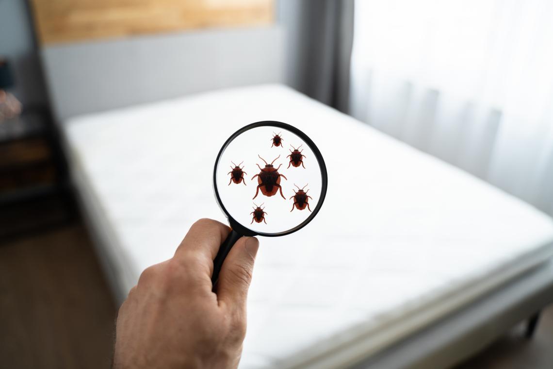 Bedbugs showing up in a magnifying glass on a bed