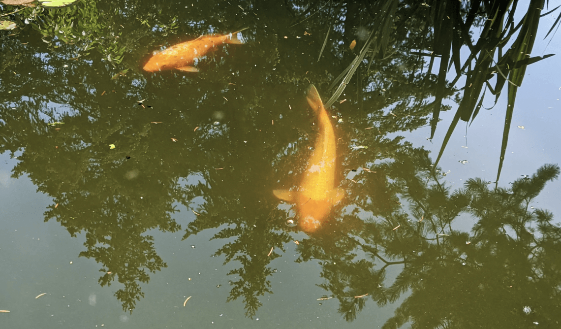 Koi fish in the Koi pond