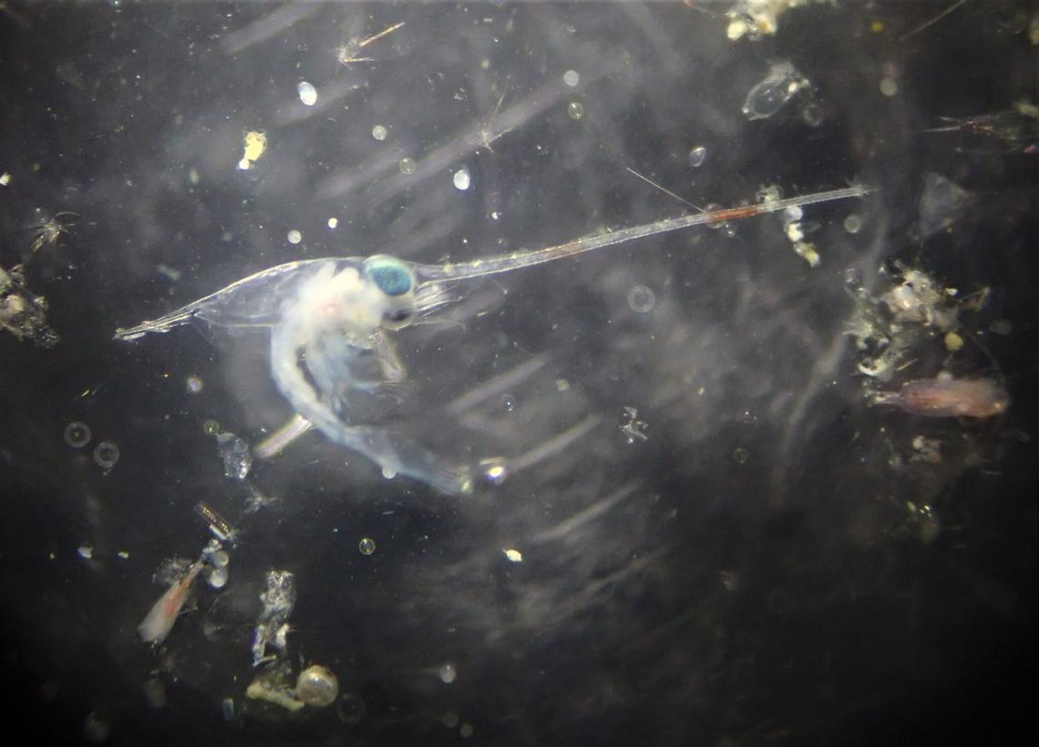 zooplankton - baby crab