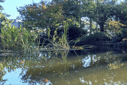 The Koi pond at VIU's nanaimo campus