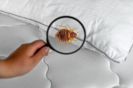 A magnifying glass reveals a bedbug on a bed